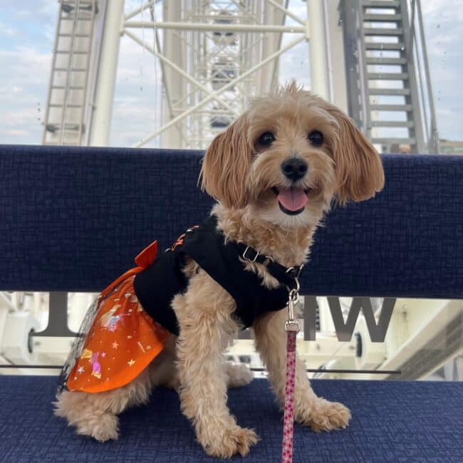 Girl Dog on Gondola Howlin Halloween